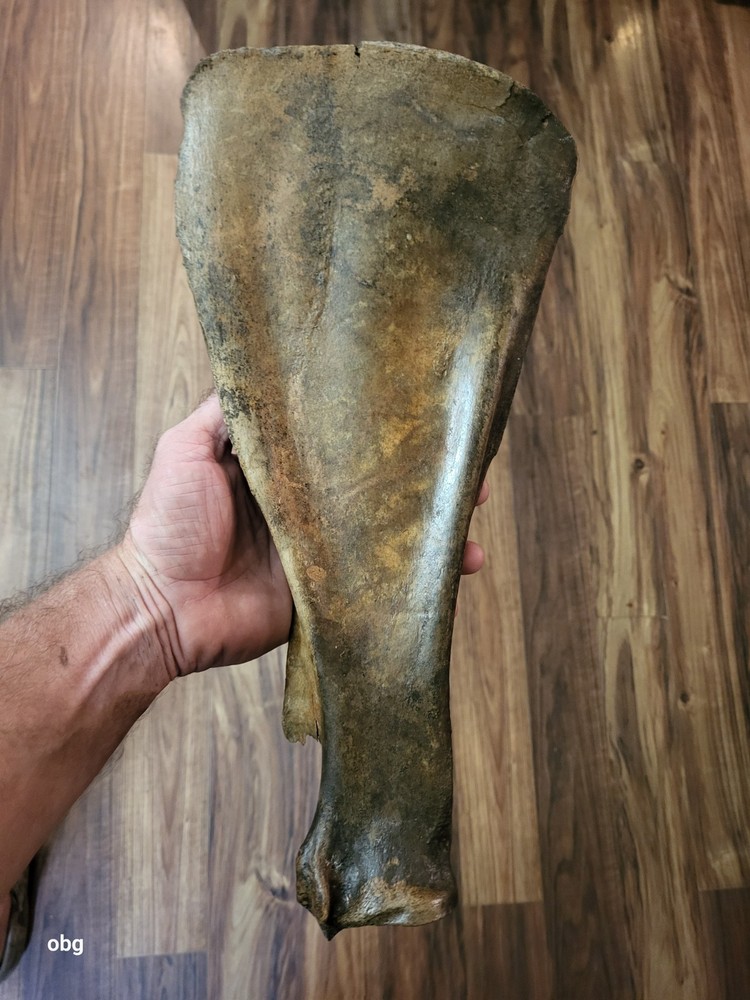 Historic Bison SHOULDER BLADE scapula
