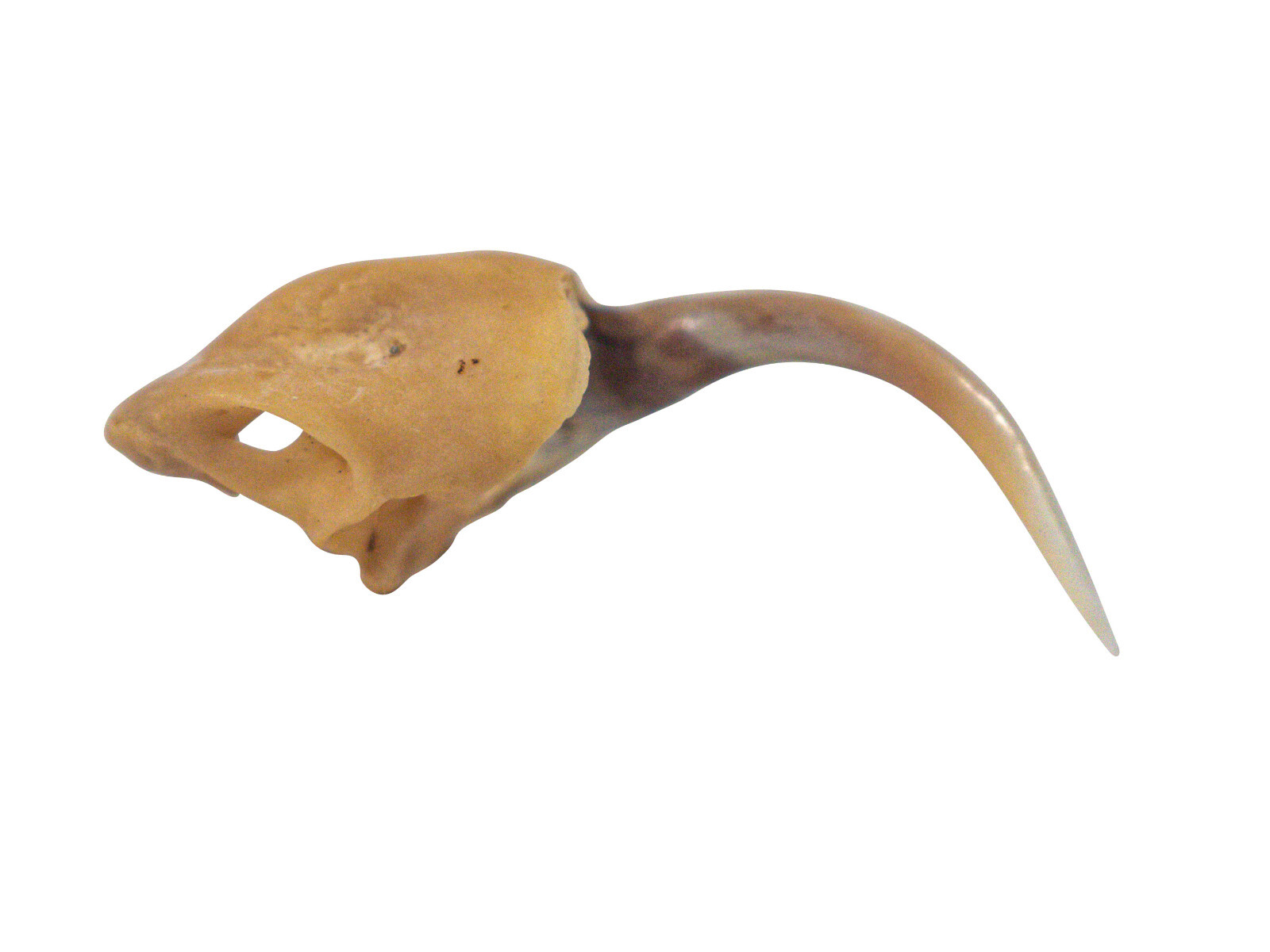 Real #2 Rattlesnake Fang (598-F2-AS)