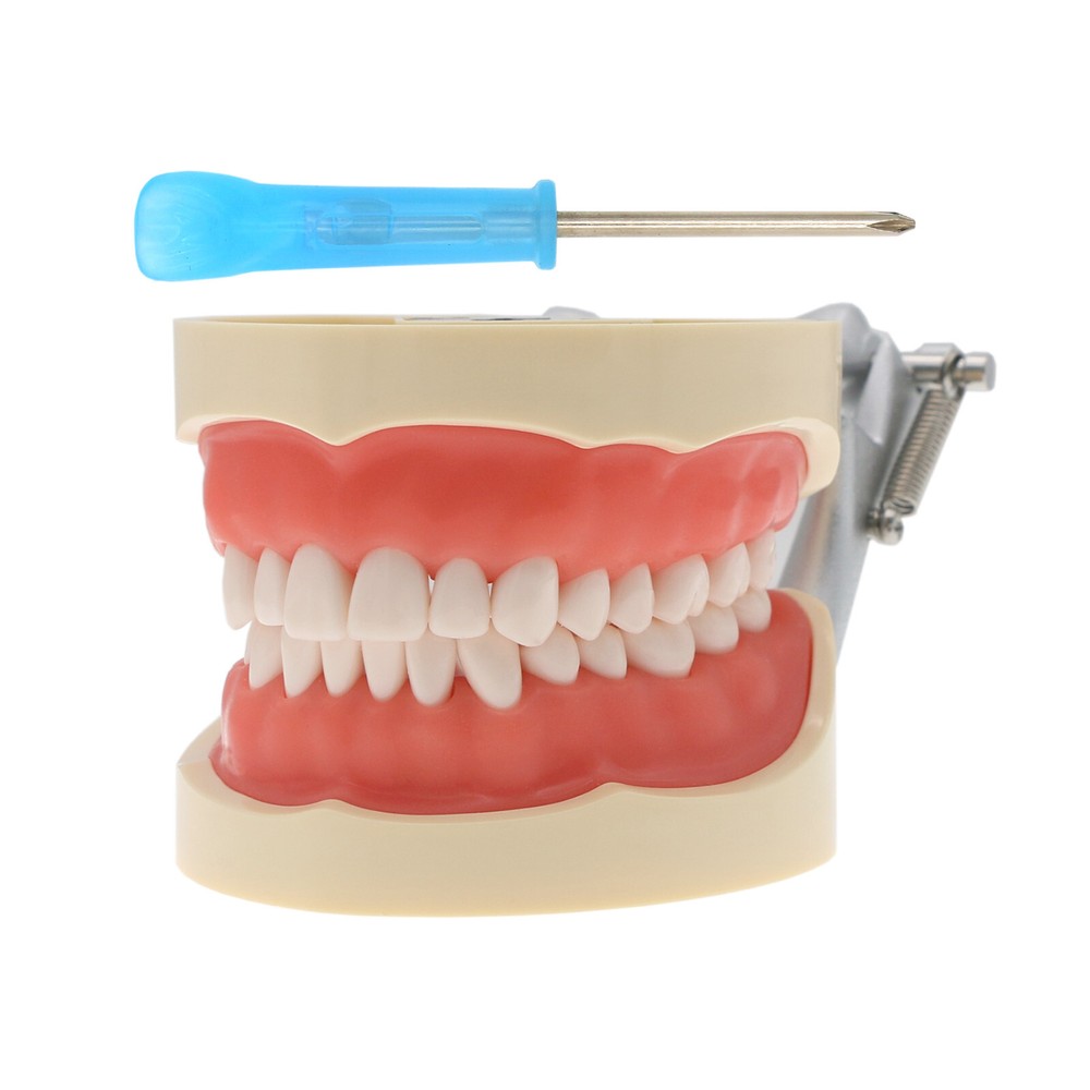 Multiple Types Dental Teeth Model Typodont Ortho Implant Practice Demo Teaching
