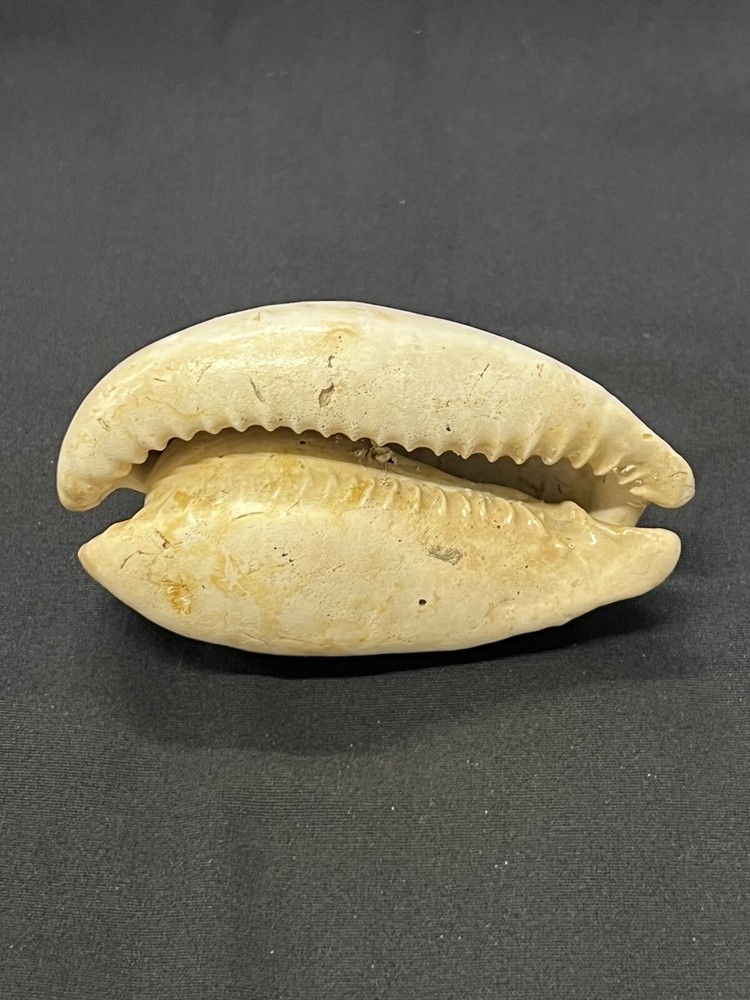 EXTINCT Fossilized COWRIE Shell From Central Florida - Pliocene Era.