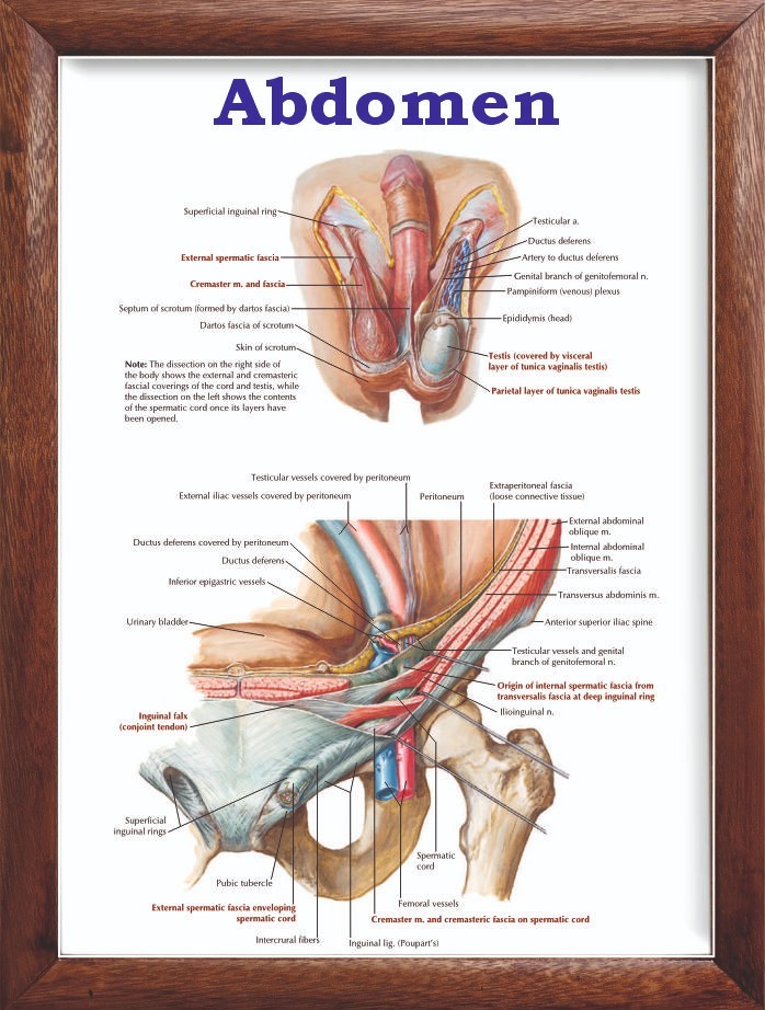 Abdomen Chart 12x18 inches