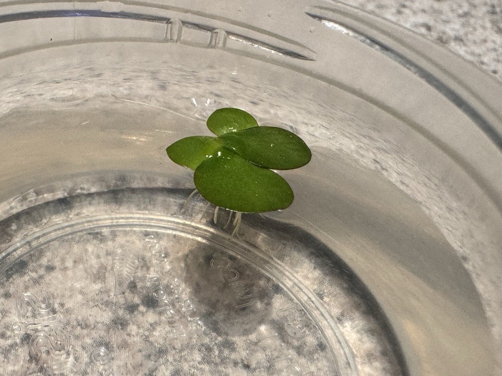 100+ GIANT Duckweed