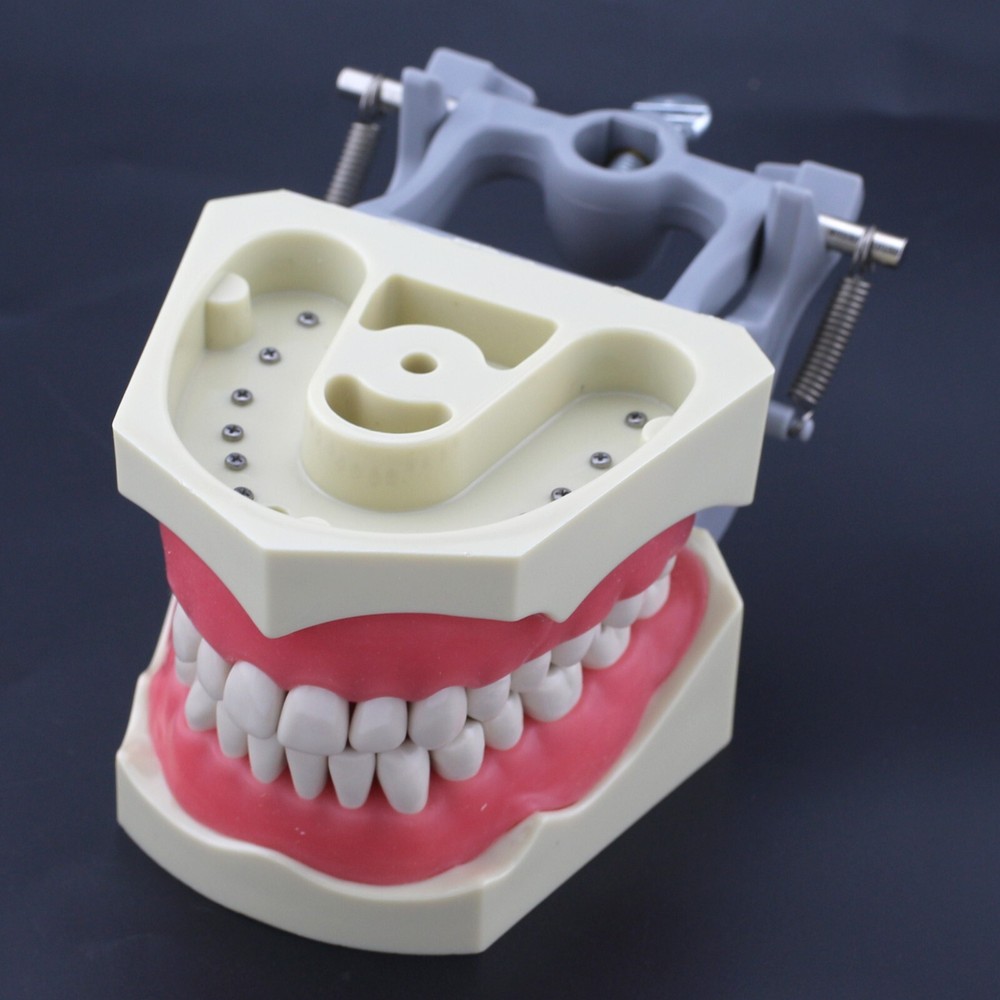Columbia Dentoform 860 Type Dental Typodont Model & 32pcs Removable Teeth Kit