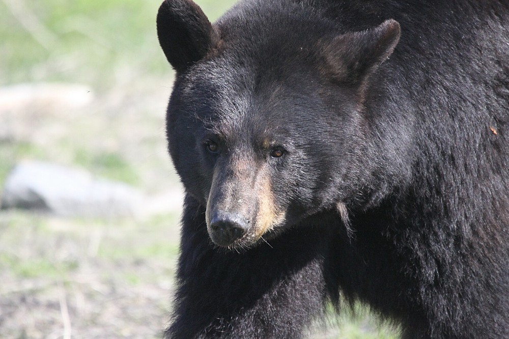 Black Bear - Vol. 2 Taxidermy Reference Photo Cd
