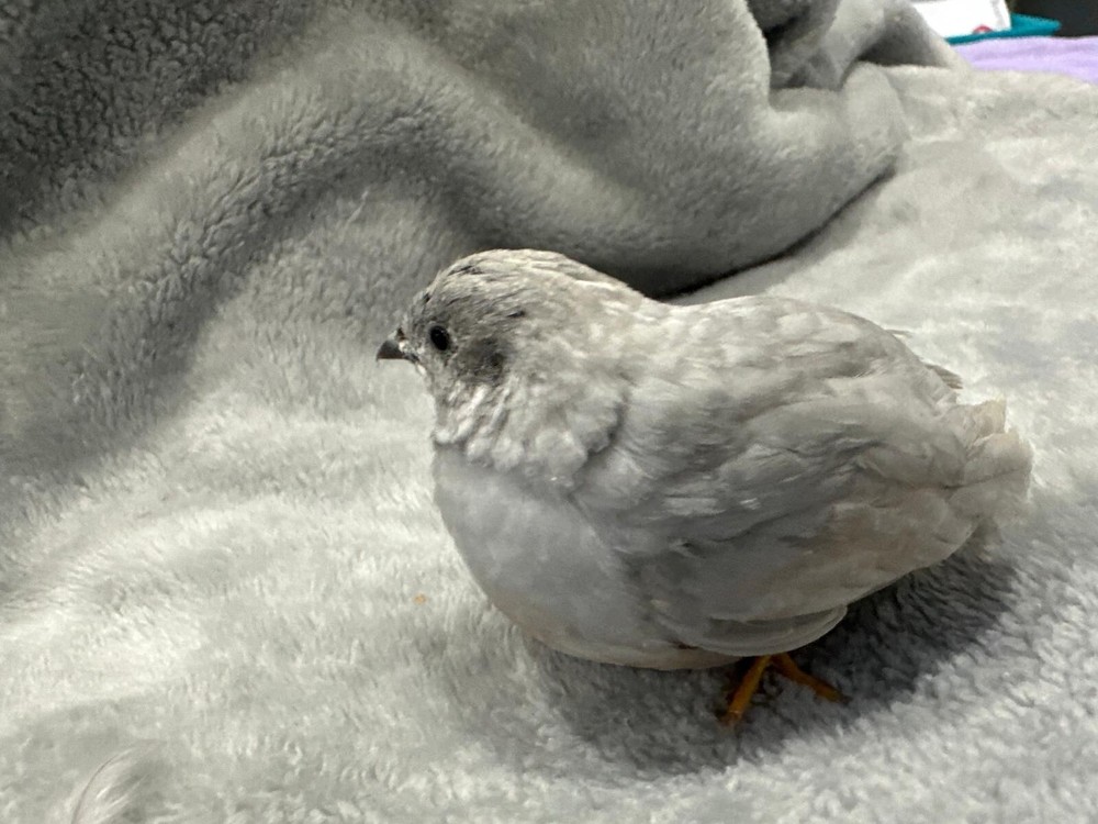 18 Button Quail RAREST COLORS HATCHING EGGS!