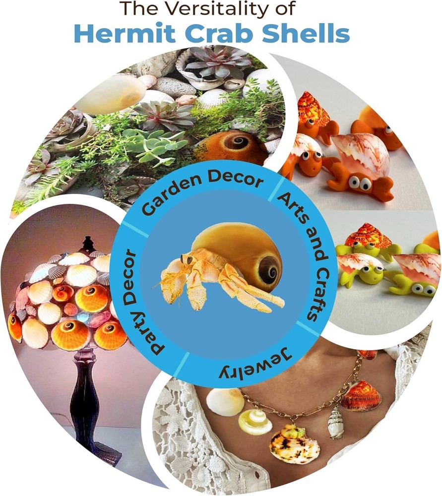 Hermit Crab Shells Medium and Large Growth Turbo Seashells 1” - 2” Shell