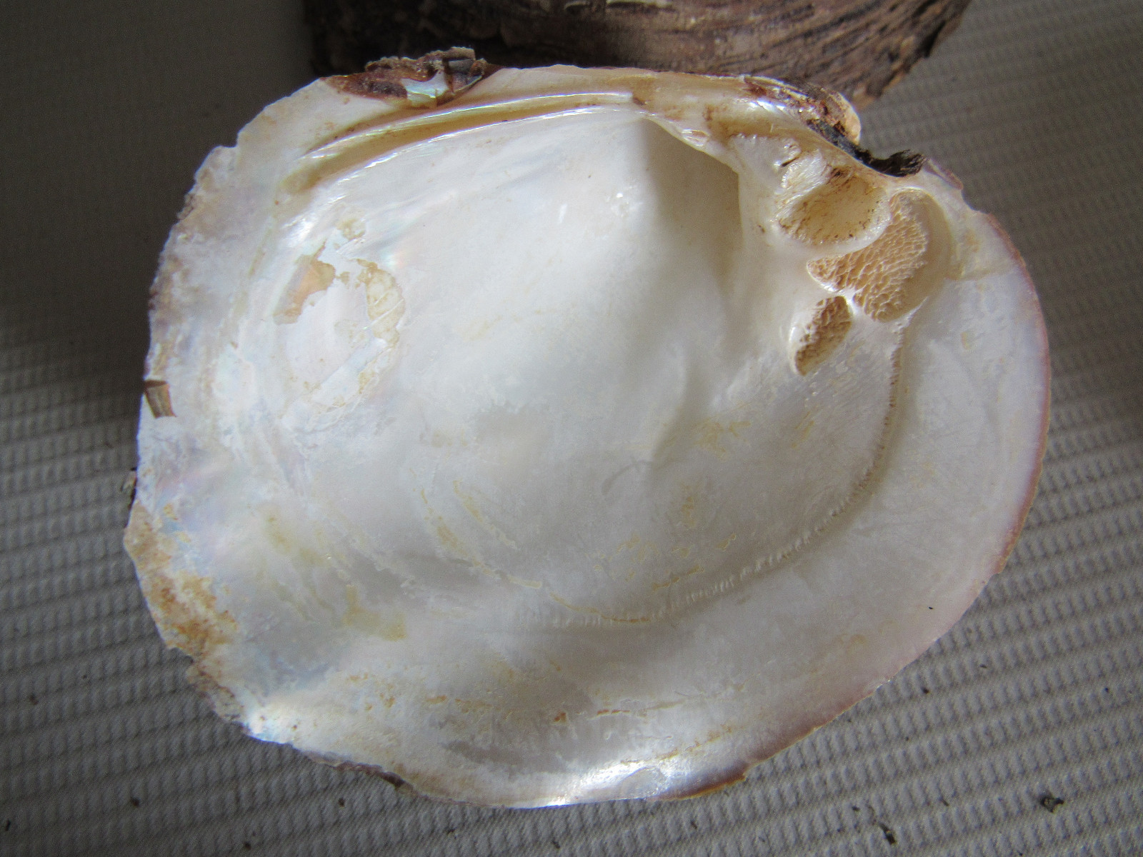 Set of 40 Fifty Year Stock Mother of Pearl Unpolished Freshwater Mussel Shells