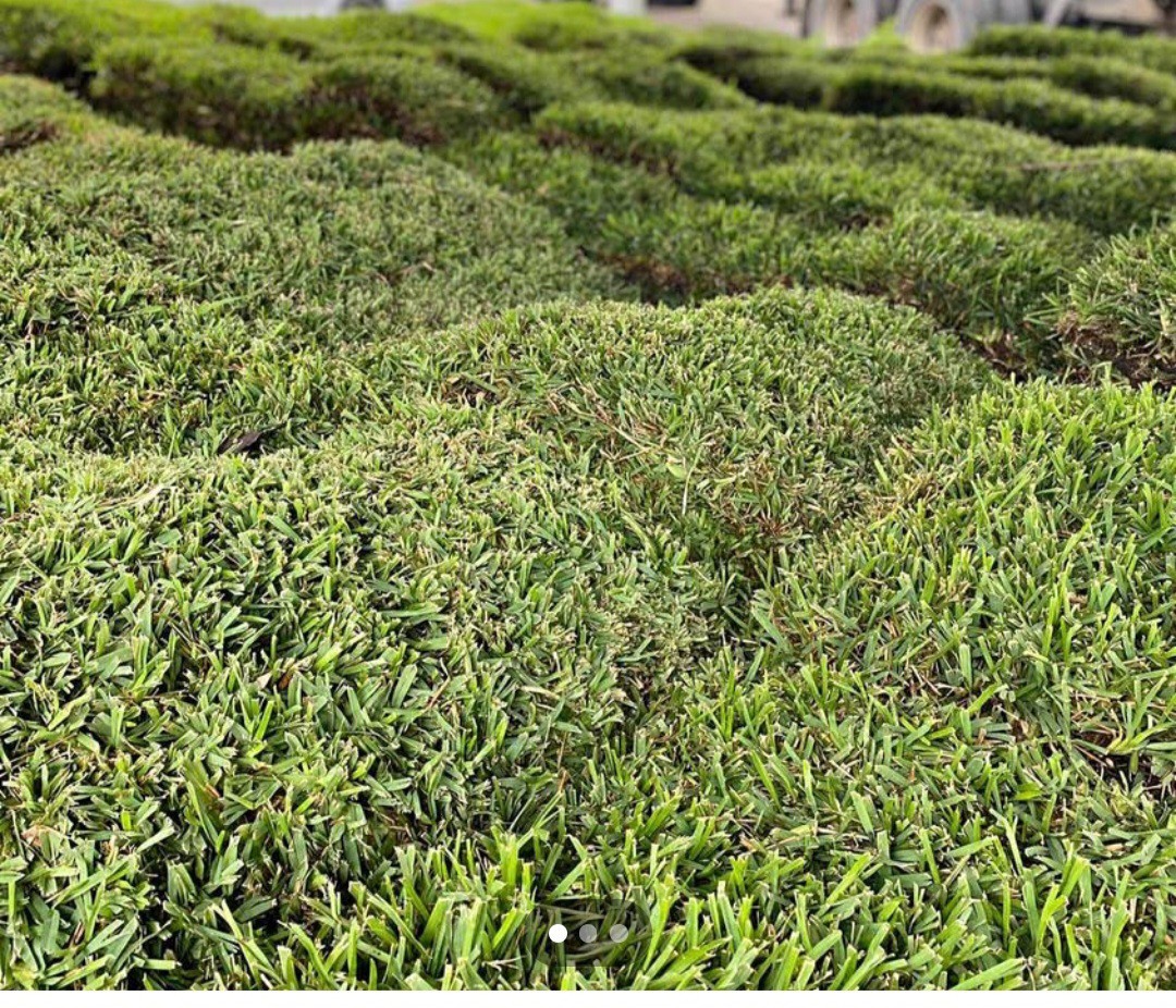 Plantado De San Agustin