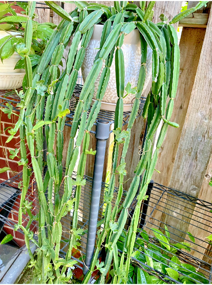 VEDLTGRAPE 'CUCUMBER CACTUS' CISSUS QUADRANGULARIS Succulent 4" pot rooted plant