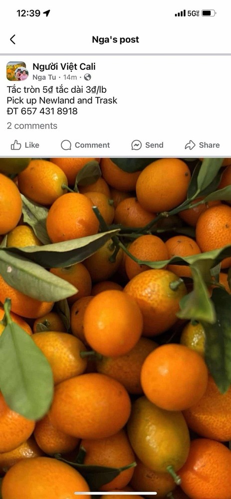Fresh Kumquat Fruit 2LBS
