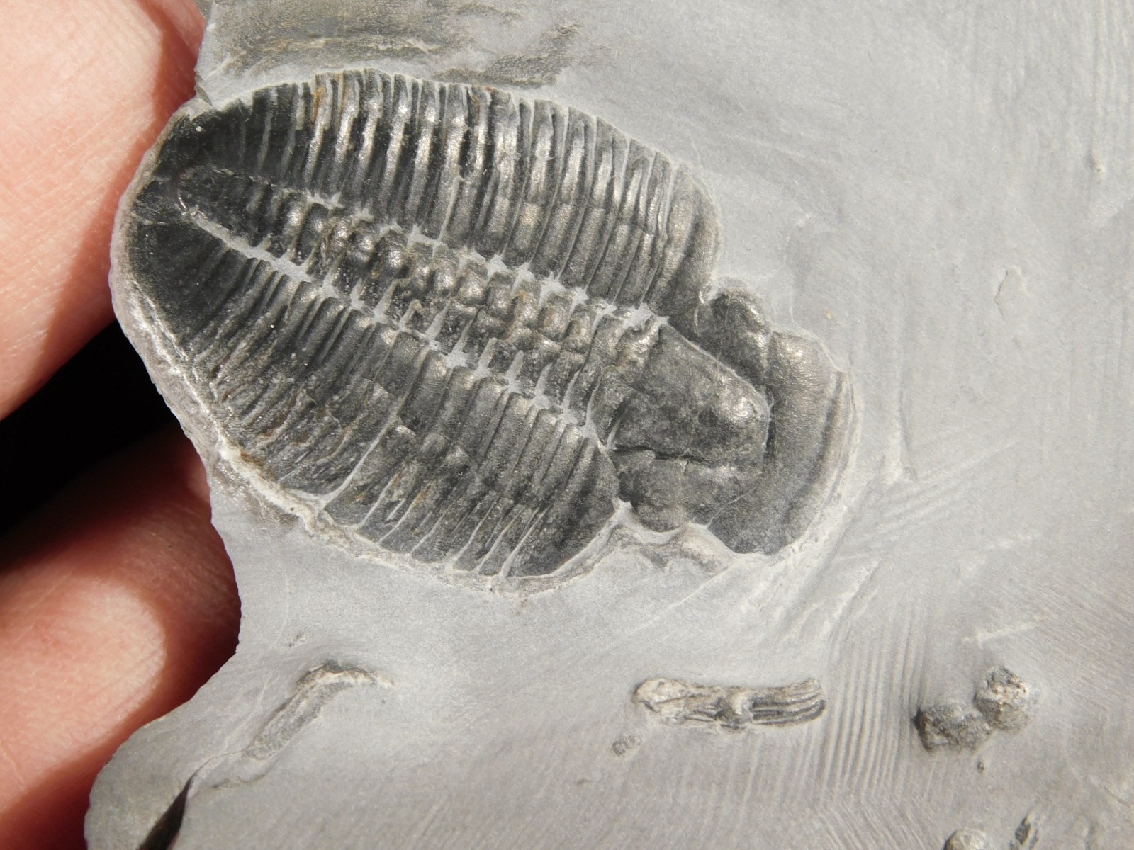 Elrathia TRILOBITE Fossil From Cambrian Utah 100% Natural 130gr *C