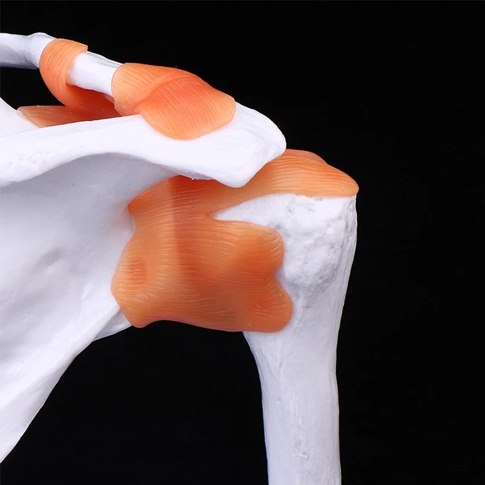 Shoulder Joint Model With Ligament Human Skeleton Bone Model Teaching Model