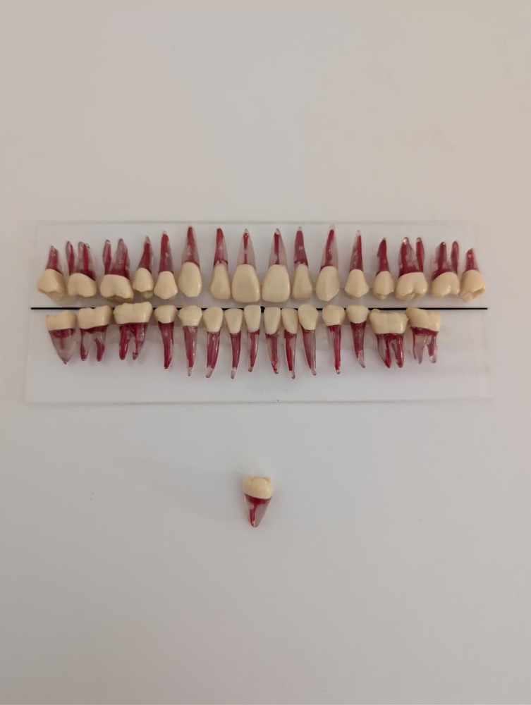 32pcs/Set Endodontic Teeth Model - Dental Practice Training Root Canal