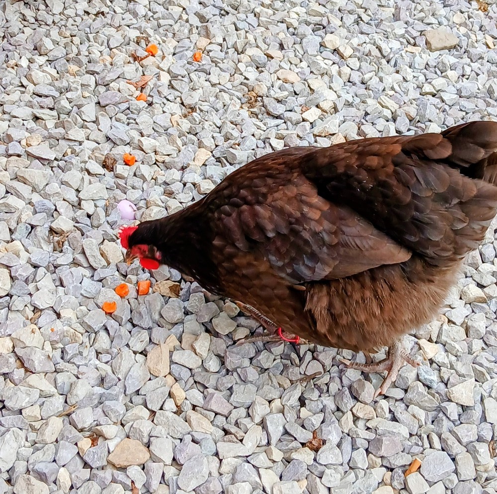 12 Heavy Egg Production Hatching Eggs
