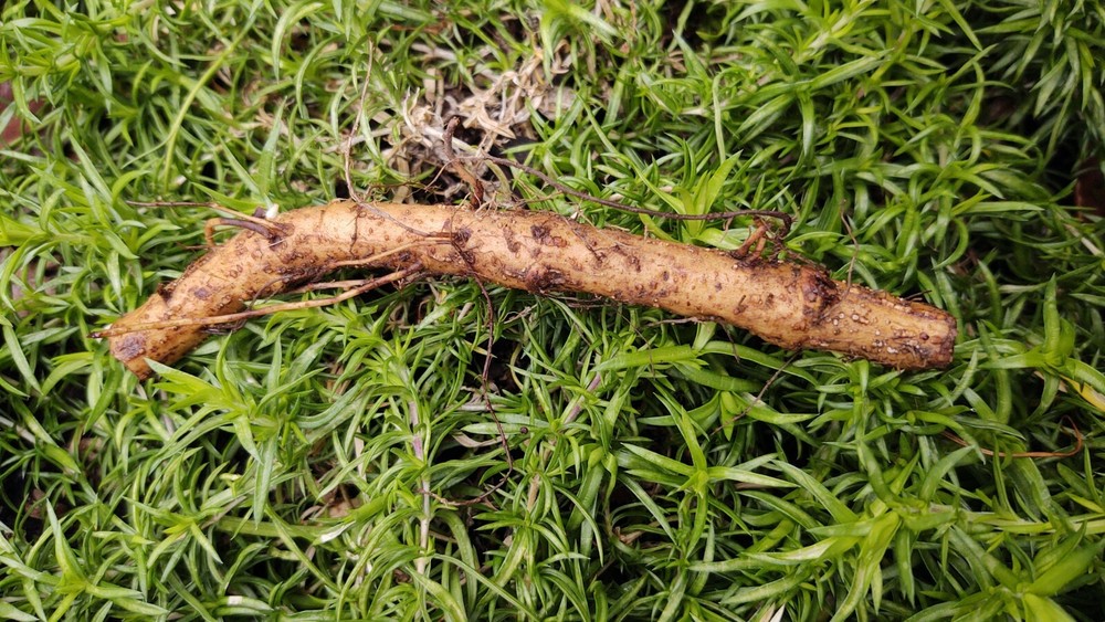 Hop rhizomes (Cascade,Chinook,Centennial,Magnum)