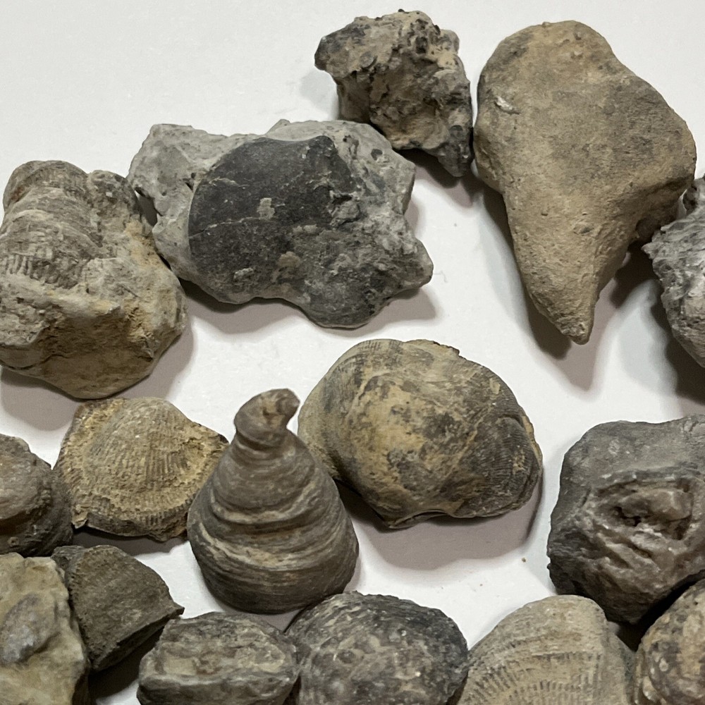 Devonian Fossils Lot Of 25