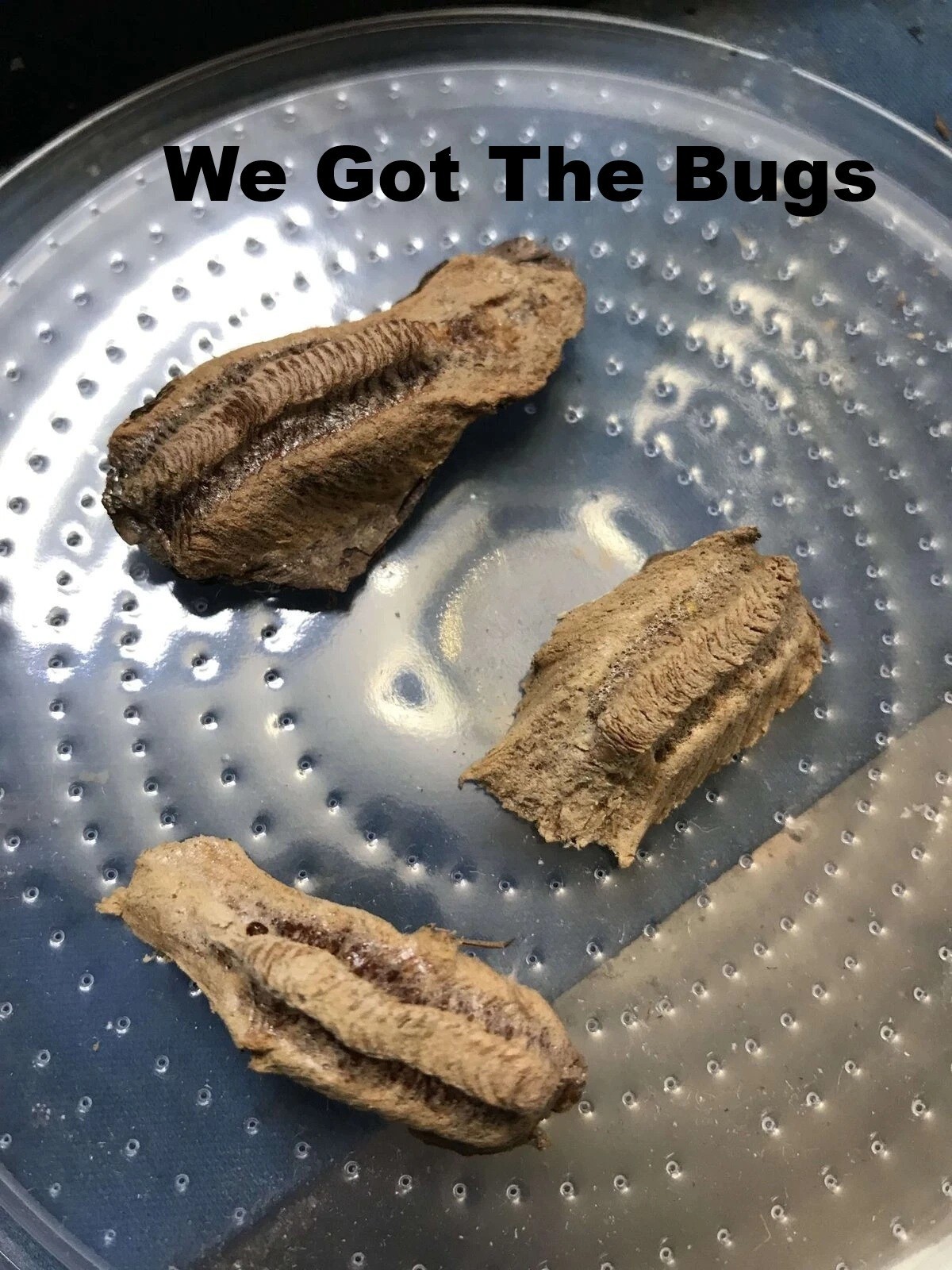 Two Freshly Harvested Carolina Praying Mantis Eggs 2 Fresh Picked 2026 season.