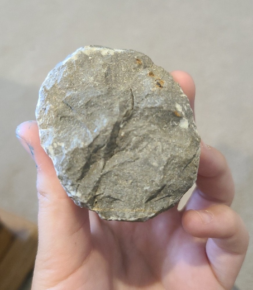 DEVONIAN TRILOBITE SPECIMEN IN MATRIX MORROCO 400 MYO
