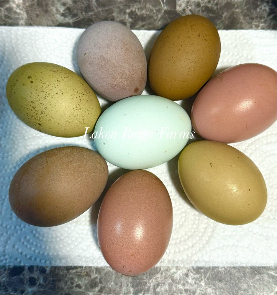 Blooms & Speckles 6 Hatching Eggs Npip/ai