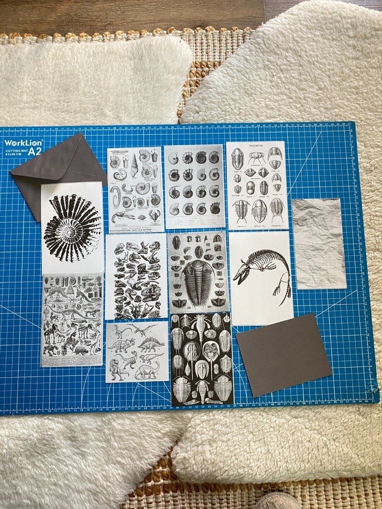 Fossil Prehistoric Natural History Bundle – Curated Ephemera Pack - 2