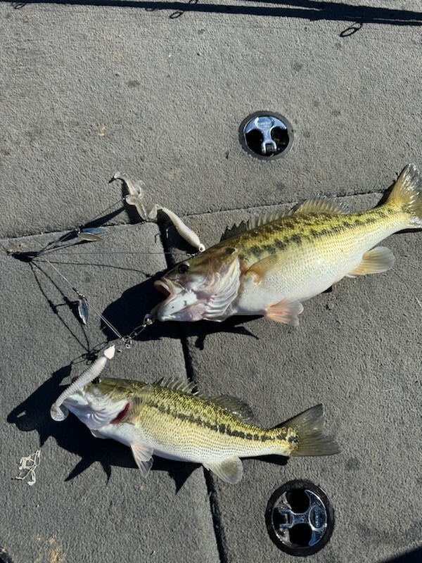 Umbrella Rig - New in Box