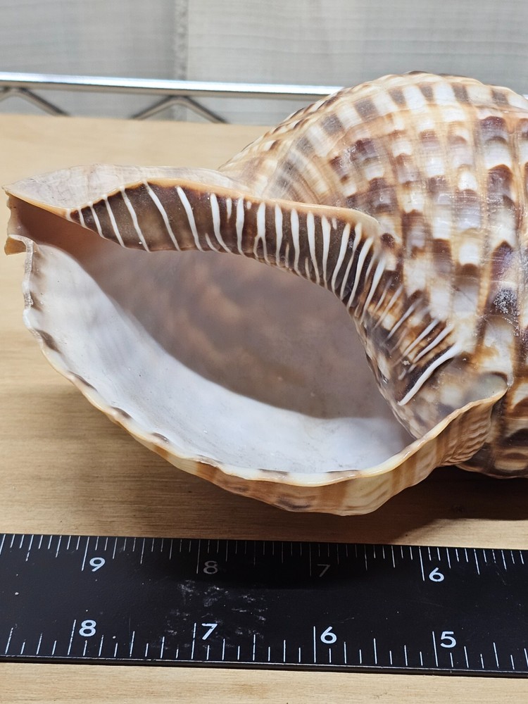 Large Triton Decorative Shell Seashell Table Top Centerpiece 7-8"
