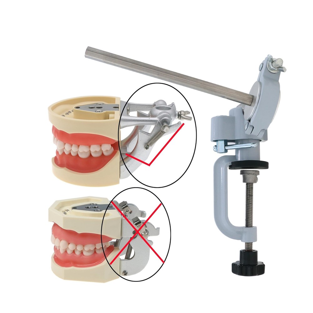 Typodont Teeth Model Teeth Model Training Mount Fixed on Desk Training Maniki...