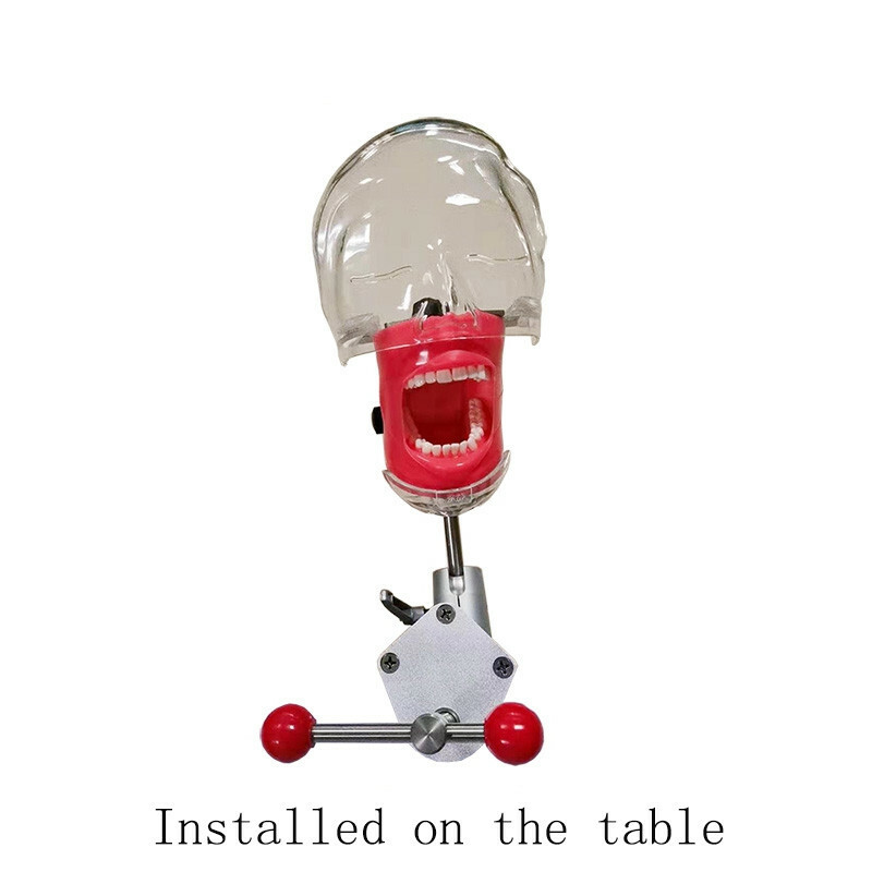 Dental Simulator Phantom Head Model for Education Training Practice US STOCK