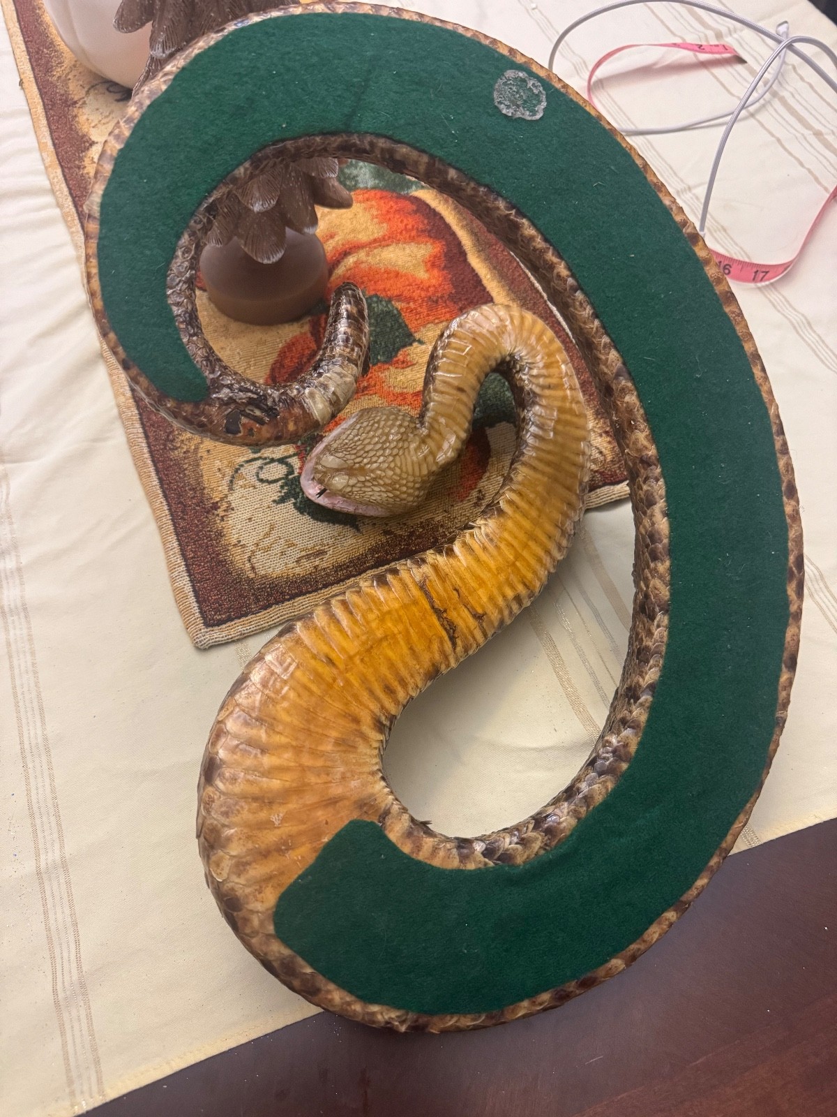 Vintage 53” eastern diamondback rattlesnake taxidermy mount Crotalus adamanteus