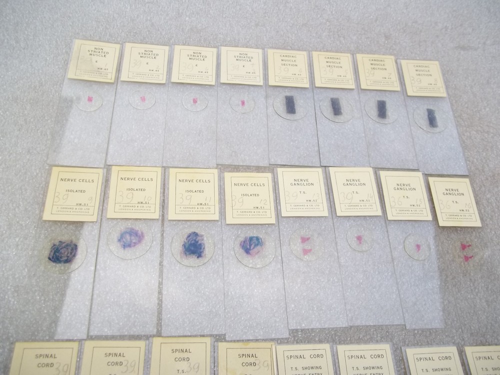 Vintage Glass Microscope Slides -