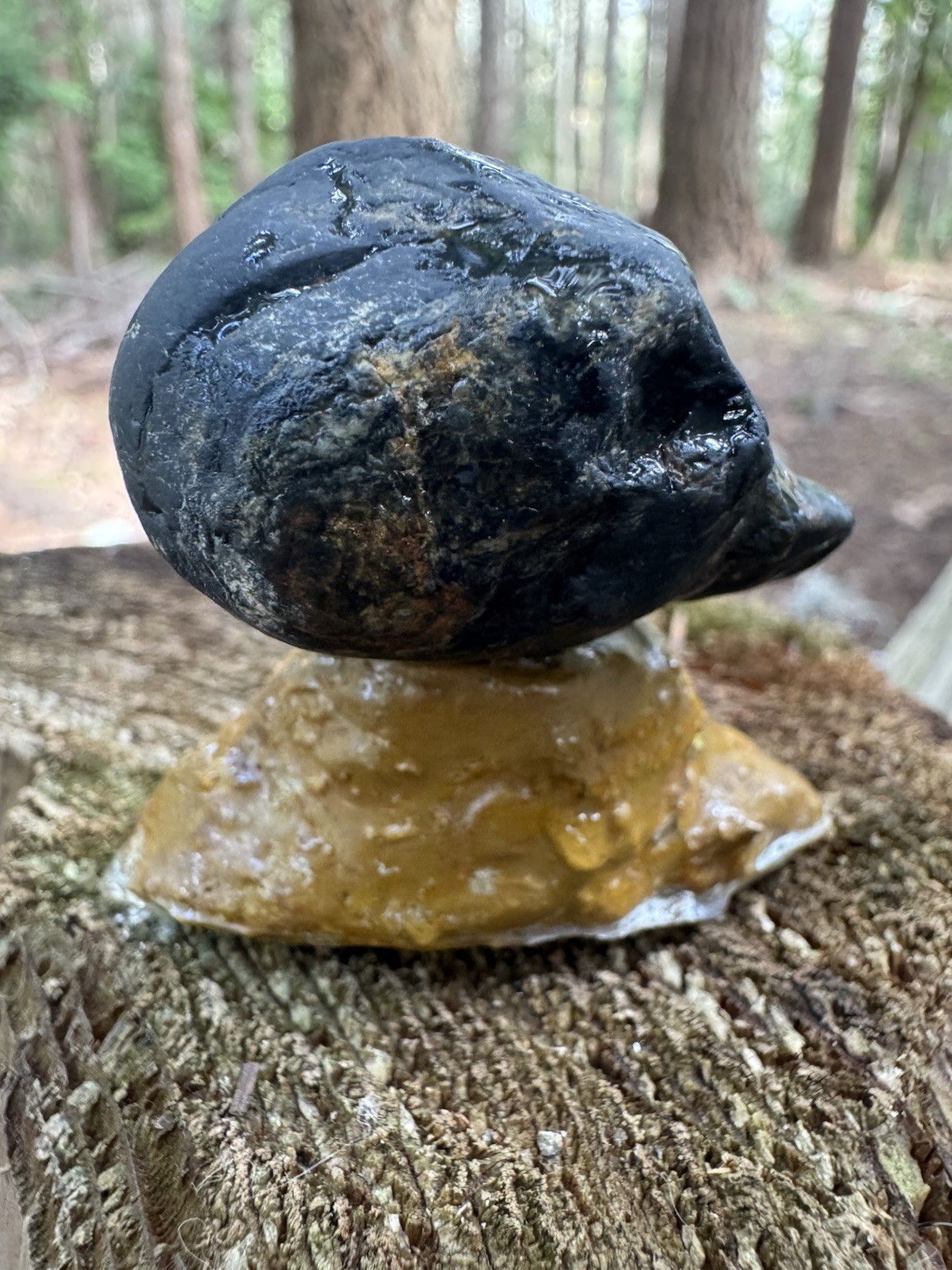 Rare Museum-Grade 32g Complete Fossil Fish – Mineralized , Blakeley Formation