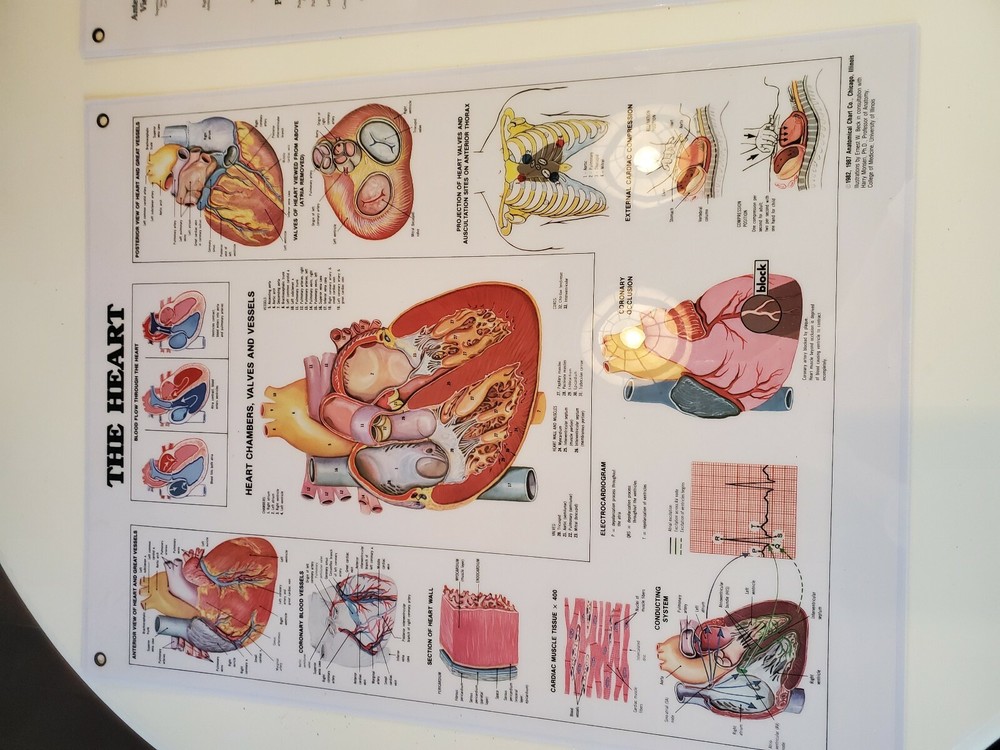 2 Medical Flip Chart Sheets Cardiovascular