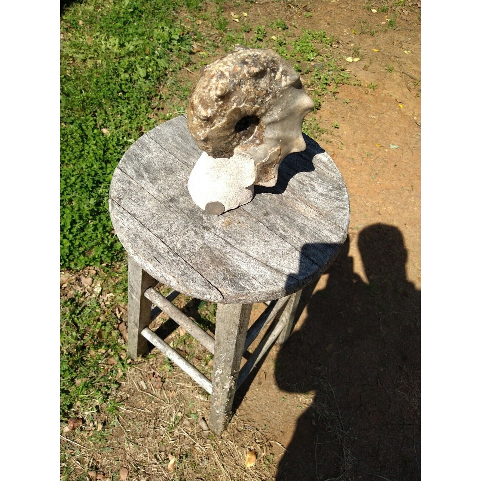 Mammites Nodosoides Ammonite Species.