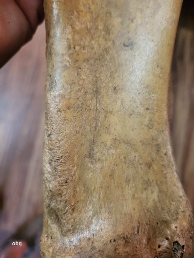 Historic Bison SHOULDER BLADE scapula