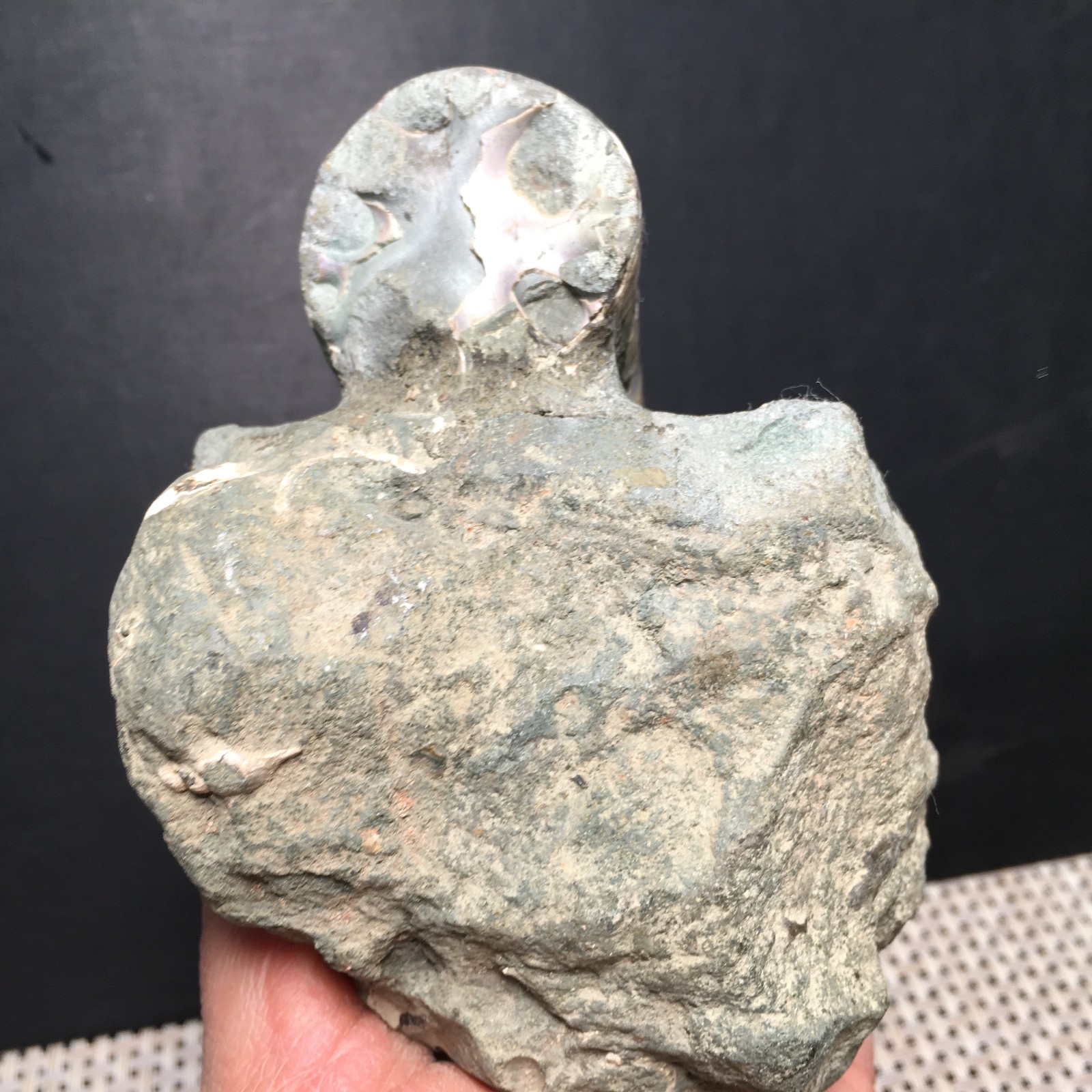 428g natural Carving Home Decoration Specimen Shell Healing md3751