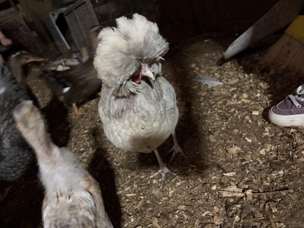 Chicken Hatching Eggs