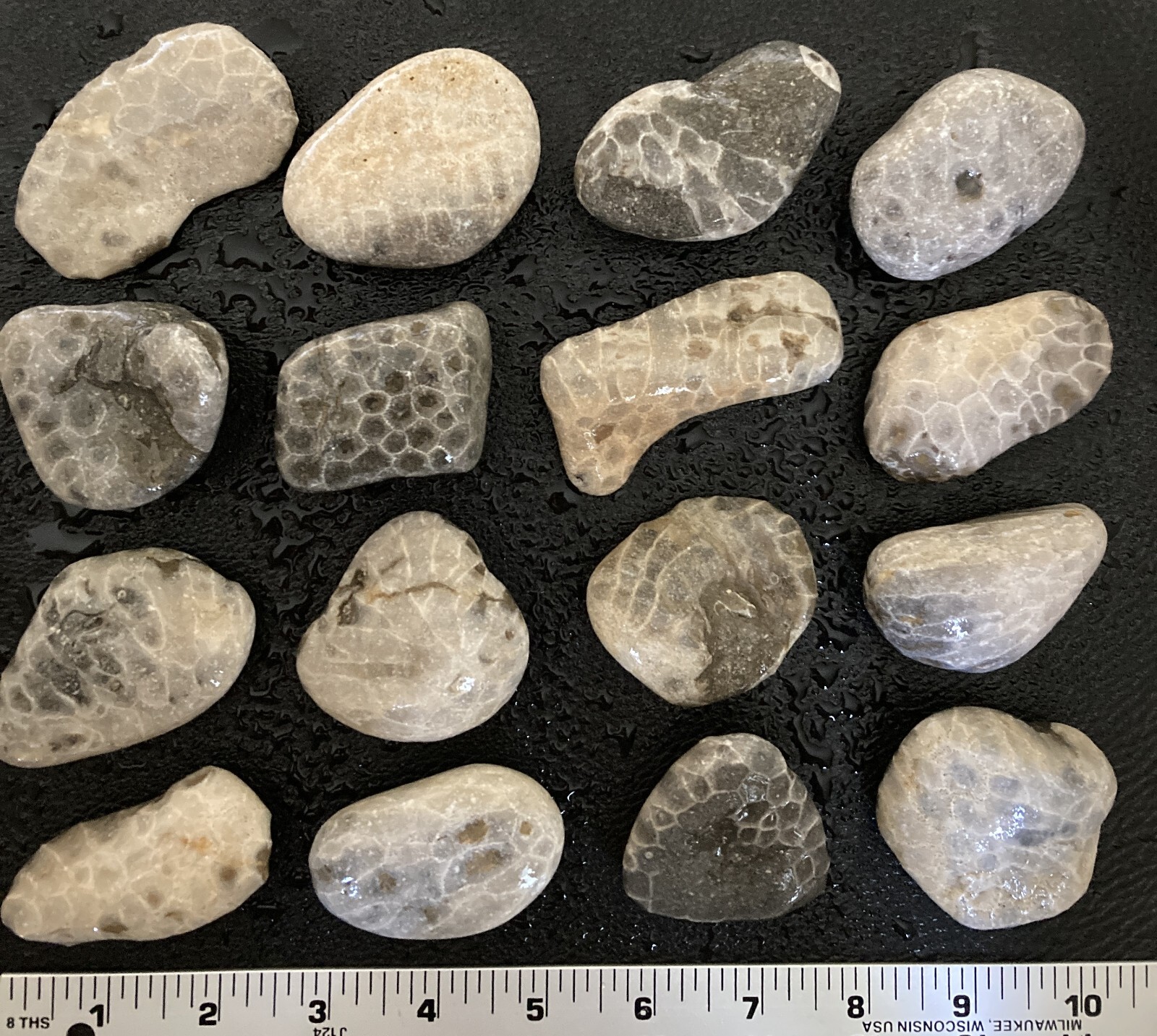 16pc BULK Michigan Petoskey Stones (Hexagonaria) - Natural Fossils 3LBS
