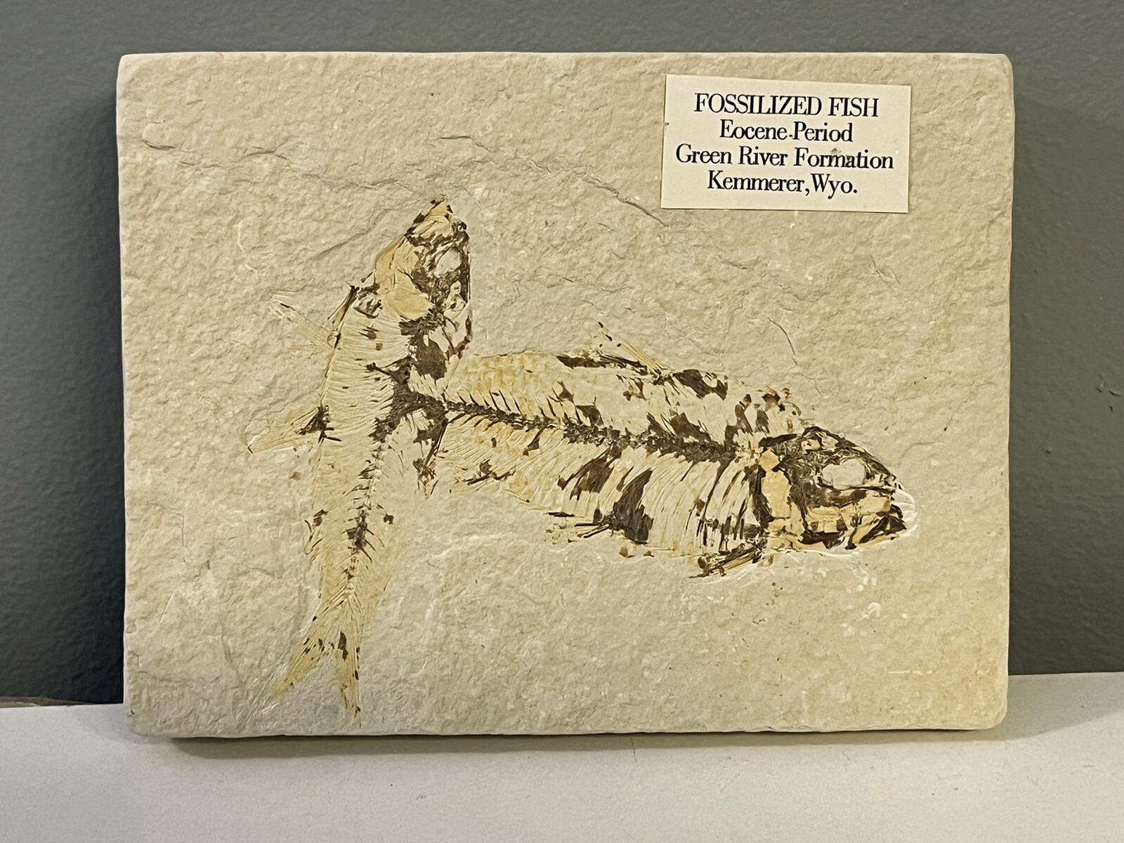 Fossil Fish Eocene Period - Green River Formation Kemmerer Wyoming Double Fossil