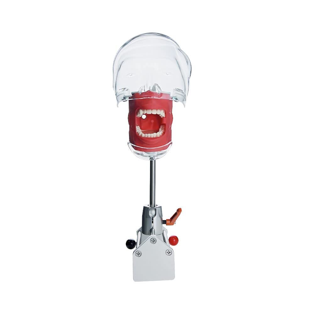 Dental Simulator Phantom Head for Dentist Education Teaching Practicing OralMold