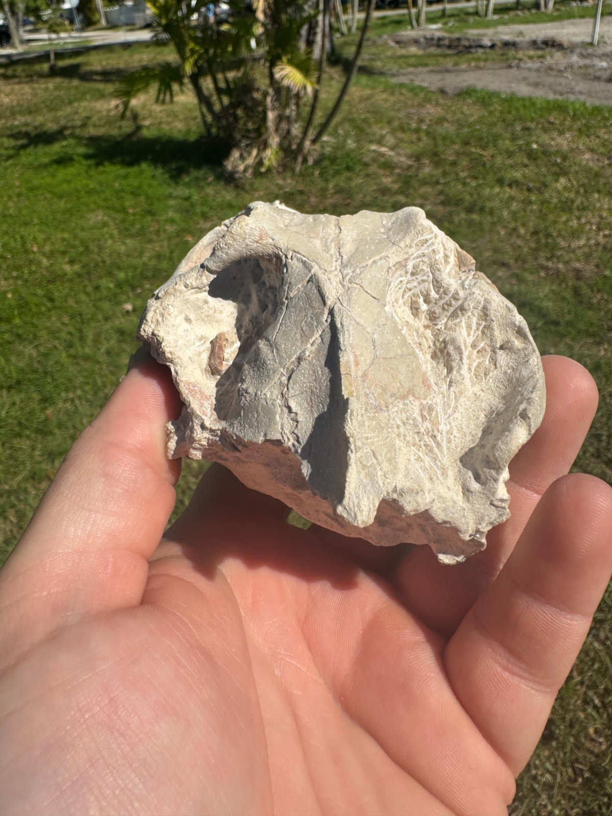 BEAUTIFUL PREP WHITE RIVER OREODONT LEPTAUCHENIA SKULL JAW TEETH BONE FOSSIL