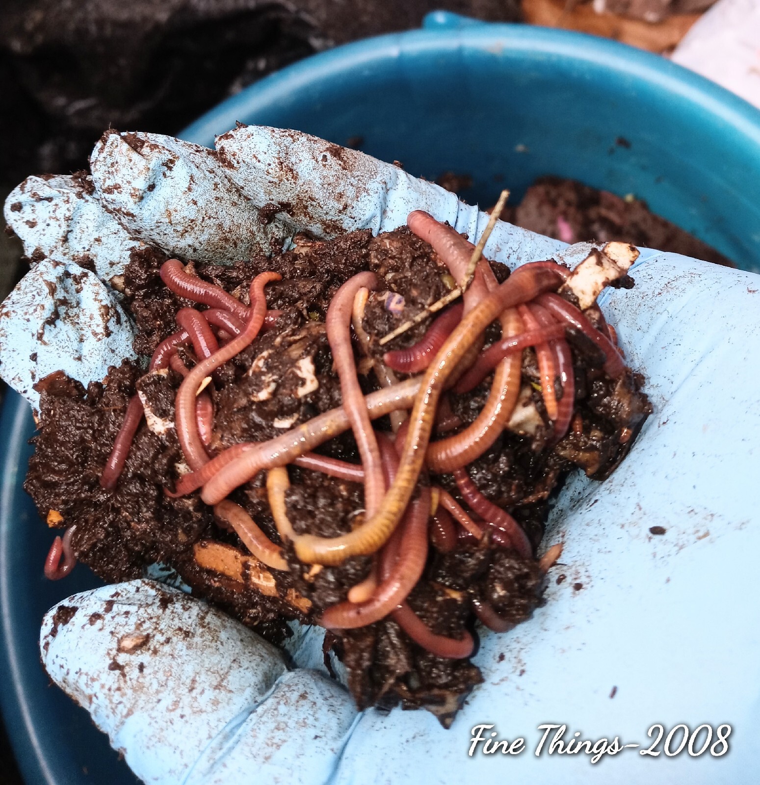 Red Wiggler 🪱Composting Worms 70+ Hand Counted🌿 NWOT Great For Beginners!🌺