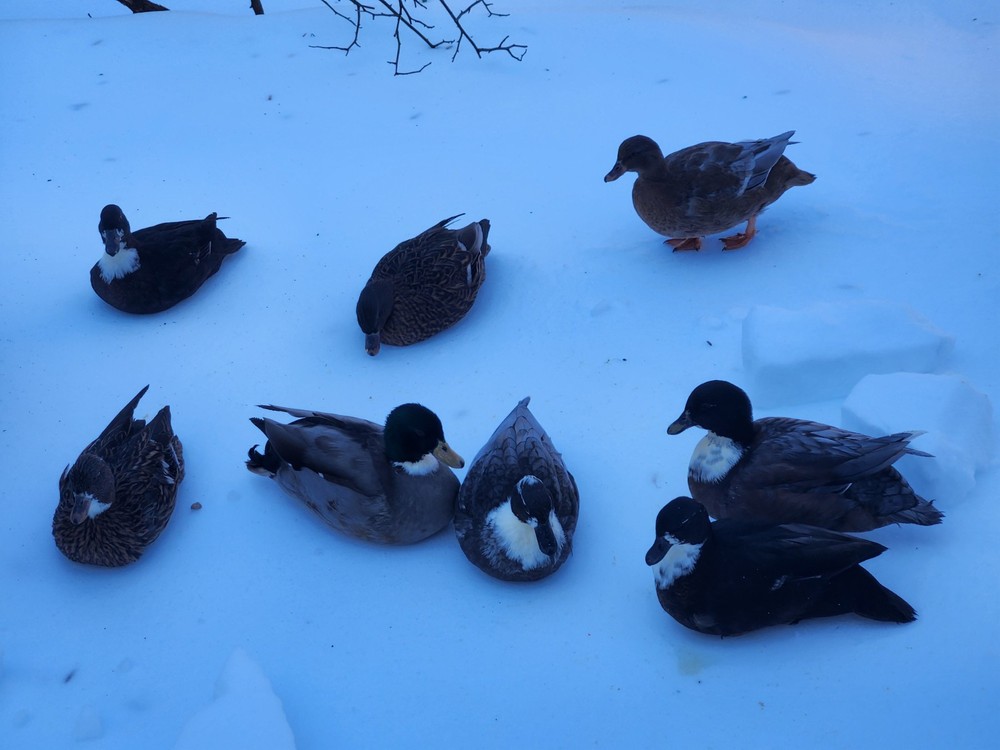 6 Mixed Color Call Duck Hatching Eggs