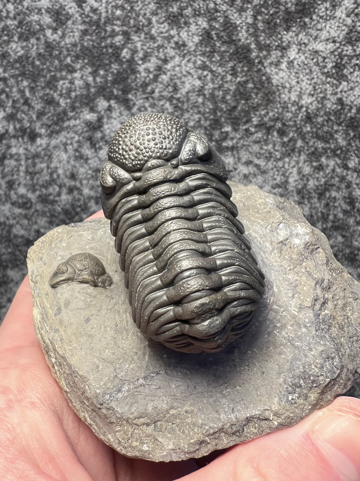 Moroccops sp. Trilobite Fossil – Attractive Collector Specimen