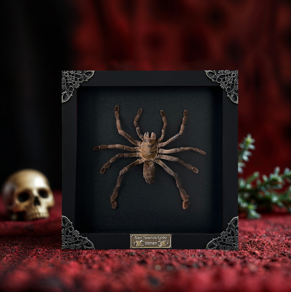 Gothic Decor Real Tarantula Spider Framed Dried Insect Specimen Shadow Box