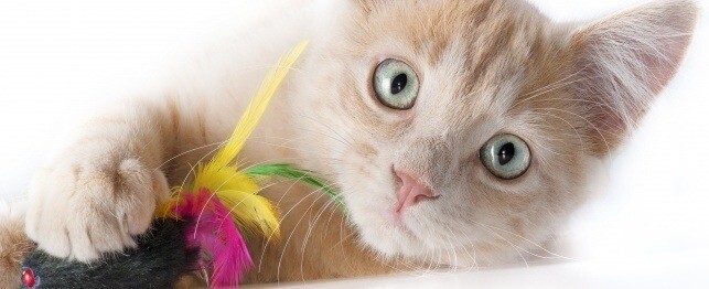 cat immune system boost - CAT IMMUNE SYSTEM BOOSTER - selenium for cats 2B