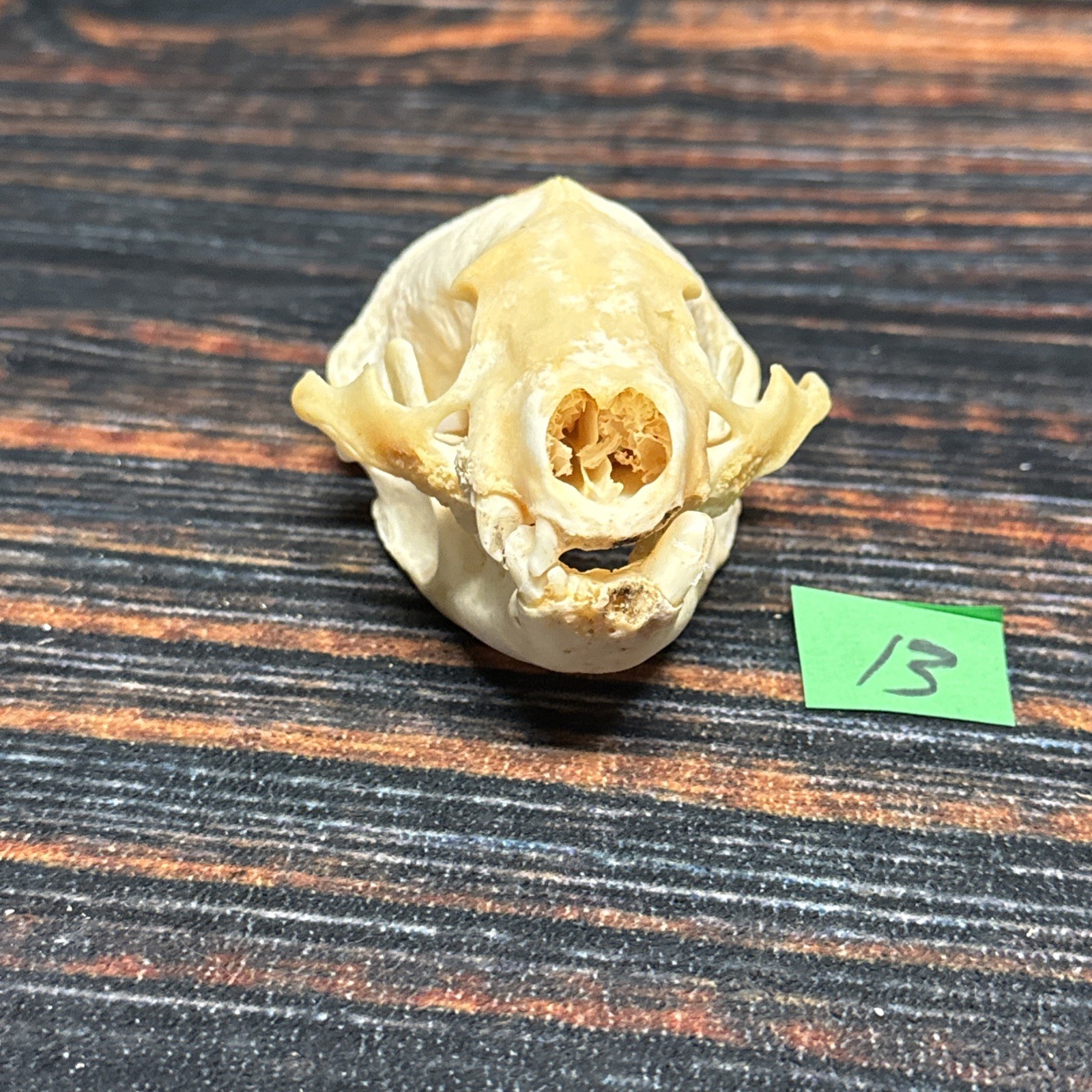 Real XL Badger Skull Unique Gift Halloween Craft Animal Mount Art Model Head Odd