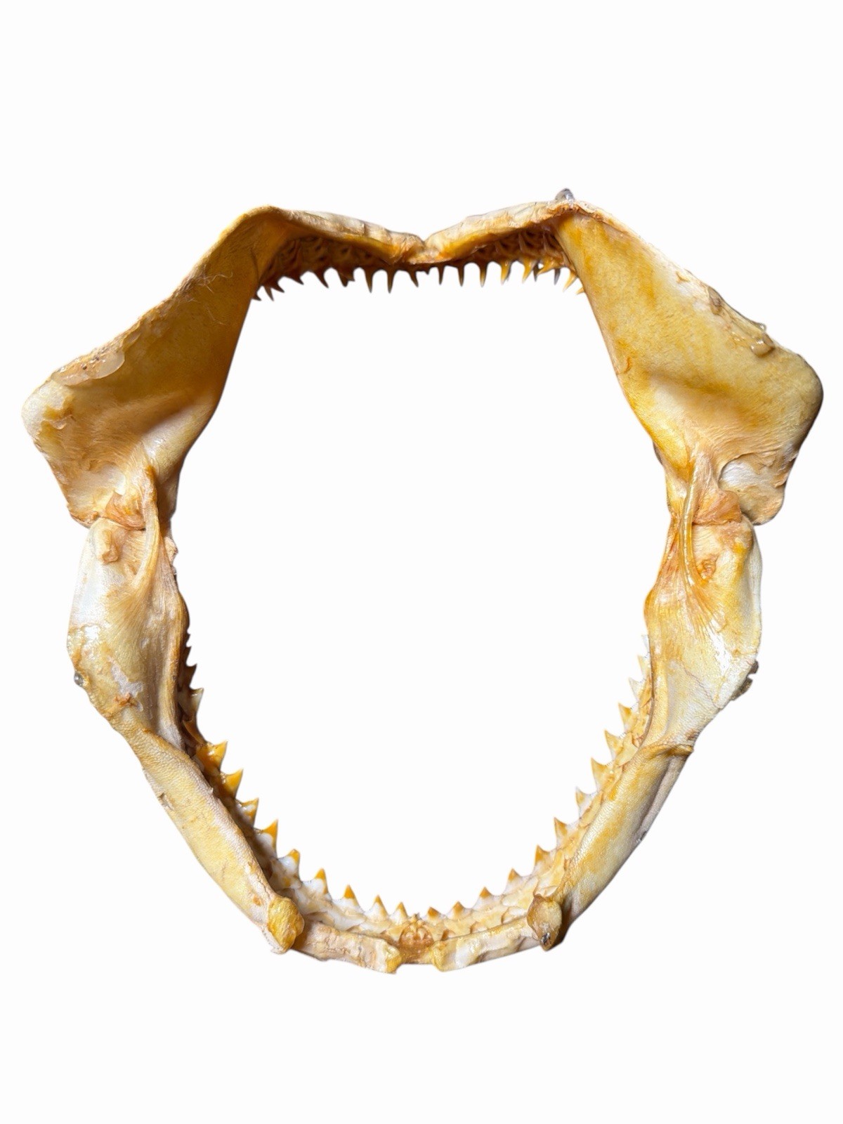 Vintage Large Bull Shark Jaws & Teeth 8” x 7” Jaw Nautical Fishing Decor