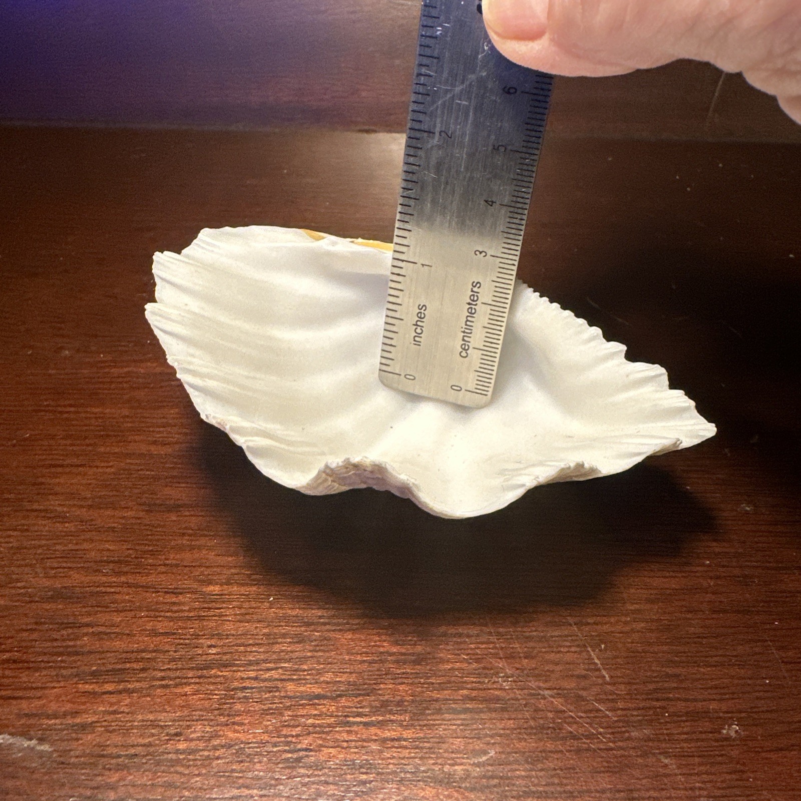 Large Decorative White Fluted Clam Shell 7 X 5.5 x 2