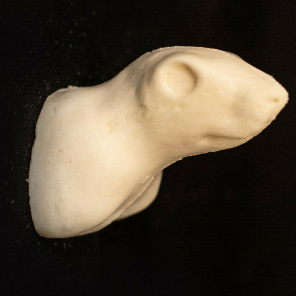 Taxidermy Form Grey Squirrel Medium