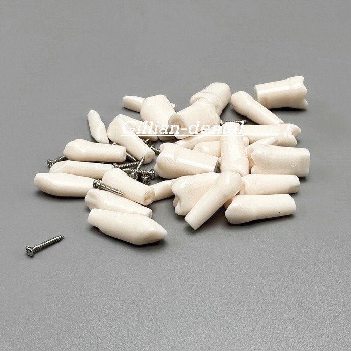 Dental Replacement Screw-in Teeth Typodont Model Practice Removable Tooth Models